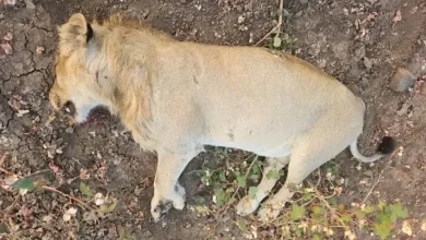 Amreli lion train collision, lioness car accident, Gujarat wildlife tragedy, Gir National Park lion death, India lion conservation