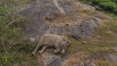 A baby elephant snuggles into its mother's trunk after being reunited following separation.
