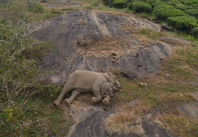 A baby elephant snuggles into its mother's trunk after being reunited following separation.