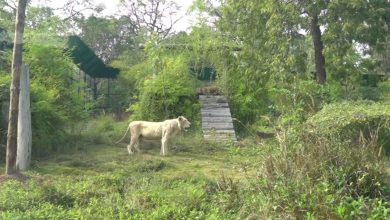 Statue of Unity, Kevadia Jungle Safari Park, new Animals Entry