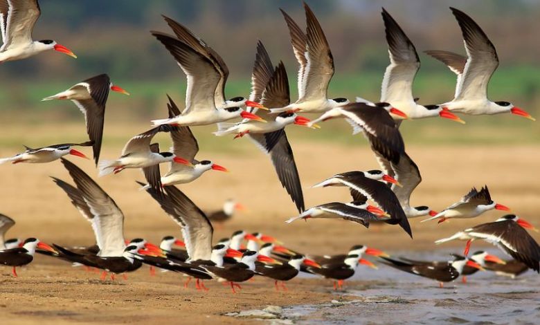 'tourist' birds arrive at Odisha's