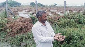 A farmer in Gujarat looks at his rain-soaked fields, worried about the impact of unseasonal rains on his crops.