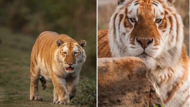 Aasam CM Himanta Biswa Sarma shared a photo of Majestic Golden Tiger and…