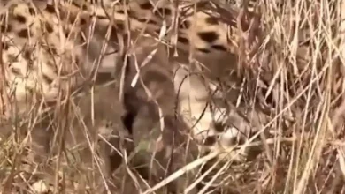 Namibian Cheetah name Jwala gave birth to three cubs.
