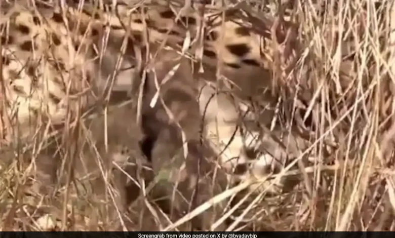 Namibian Cheetah name Jwala gave birth to three cubs.