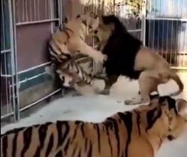 Lion Tiger Fight