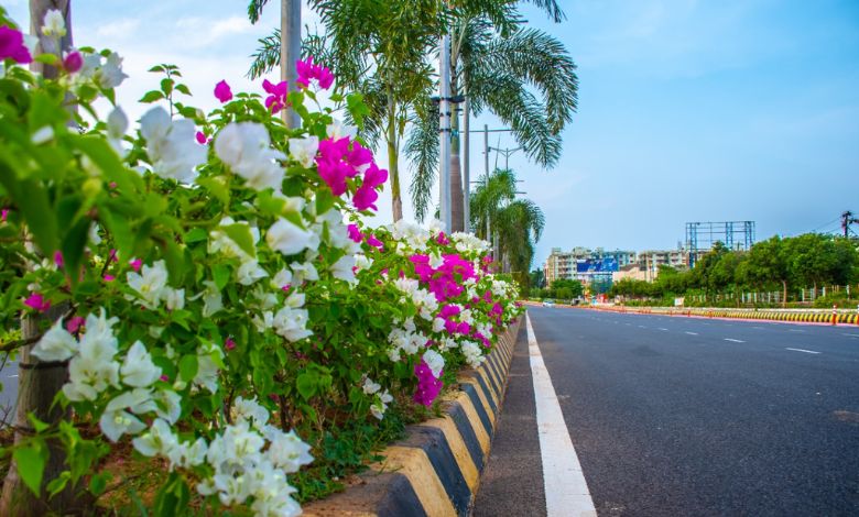 Bougainvillea flower will bloom on Mumbai flyover