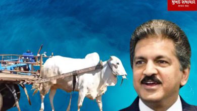 Anand Mahindra has also become a fan of this bull, said a big thing...