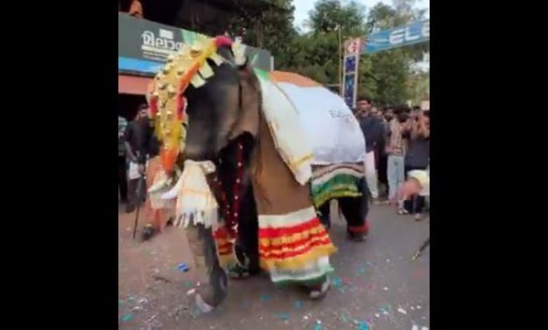 Dolla Re Dolla Re Dolla…: Have you seen the viral video of Dancing Elephant?