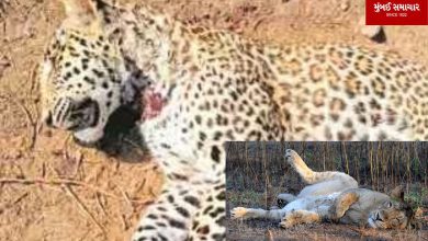 Lion-Leopard Death: Increase in lion-leopard deaths in Gujarat, 80% vacancies of veterinary doctors