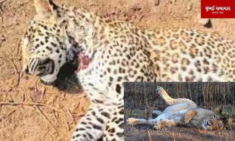 Lion-Leopard Death: Increase in lion-leopard deaths in Gujarat, 80% vacancies of veterinary doctors