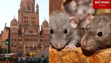 Extermination of 2,080 rats in one day!
