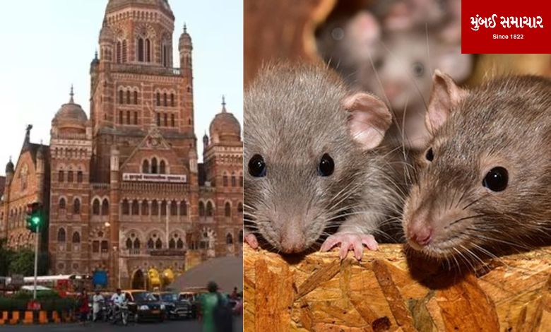 Extermination of 2,080 rats in one day!