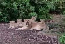 When in this village of Gir, the Lioness laid down with four cubs and