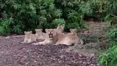 When in this village of Gir, the Lioness laid down with four cubs and