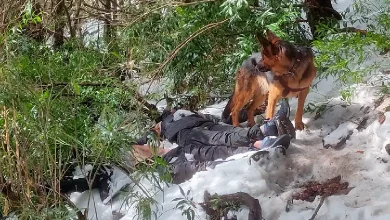 The German Shepherd dog guarded the bodies for two days till they were found