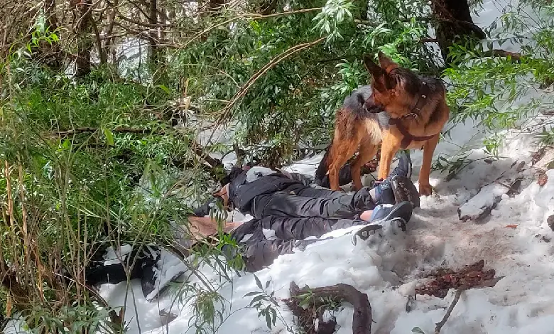 The German Shepherd dog guarded the bodies for two days till they were found