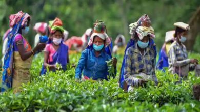 Sri Lanka escapes debt crisis with booming tea exports