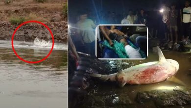 Youth falls victim to shark attack while going fishing in Vaitarana