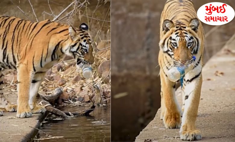 Tiger Video went viral on Social Media due to this... Plastic Banned