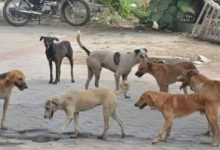 A girl was terrorized by stray dogs in Delhi