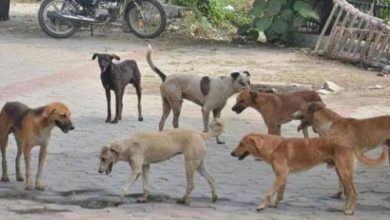 A girl was terrorized by stray dogs in Delhi