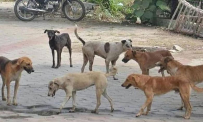 A girl was terrorized by stray dogs in Delhi