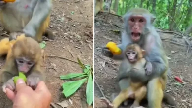 viral video: Not only children, monkeys also get mom's fenugreek, watch video