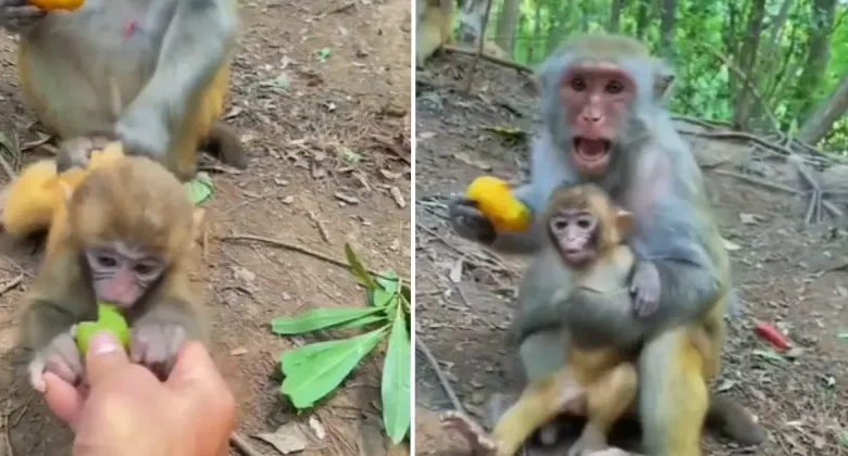 viral video: Not only children, monkeys also get mom's fenugreek, watch video
