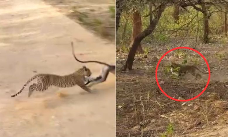 Sariska National Park in Alwar