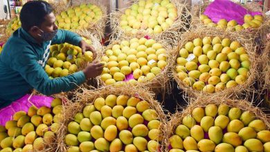 Impact of mablakh production of hafus mangoes, prices fell by 40 percent