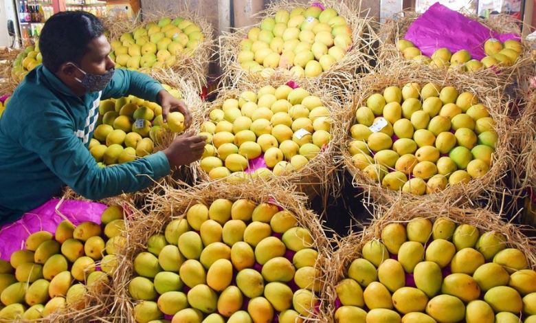 Impact of mablakh production of hafus mangoes, prices fell by 40 percent