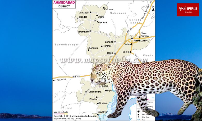Leopard near Ahmadabad: A leopard was seen on the border of Ahmedabad, panic