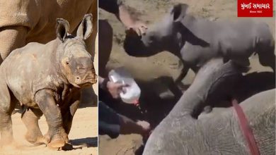 Have you seen this baby rhino video? If you see it too, your heart will be happy...