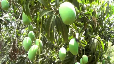 kachi keri bhav mango price