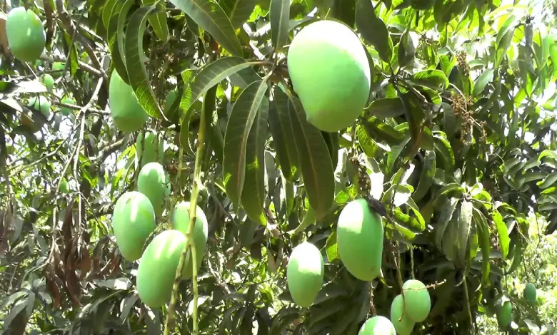 kachi keri bhav mango price