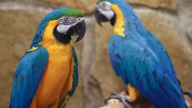 Parrot Fever kills five in Europe: causes, symptoms, treatment