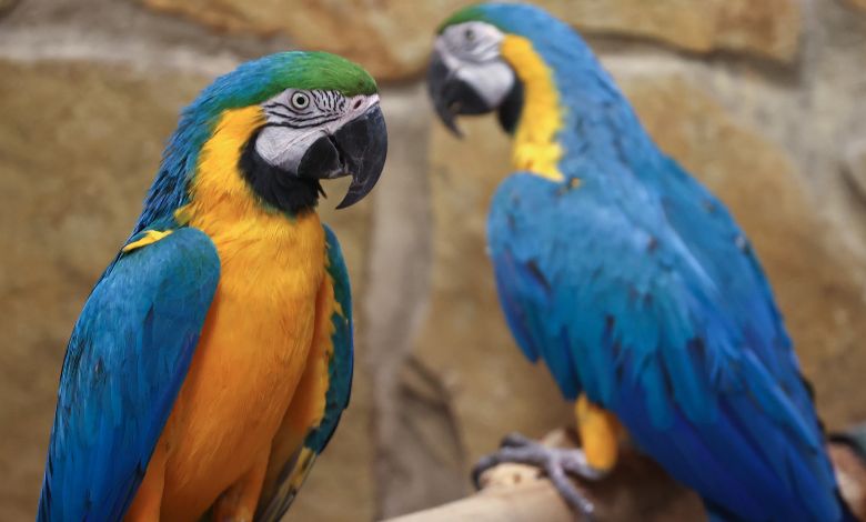 Parrot Fever kills five in Europe: causes, symptoms, treatment