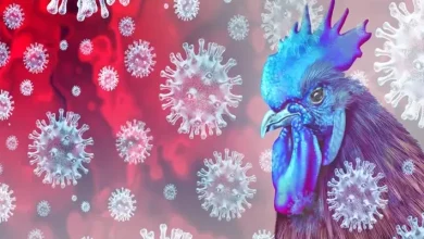 Experts Discussing H5N1 Bird Flu Risks