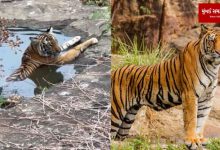When the tiger, considered as the Royal Animal of the jungle, feels hot... the video went viral