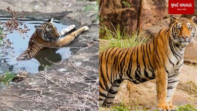 When the tiger, considered as the Royal Animal of the jungle, feels hot... the video went viral