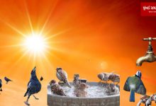High heat: Heatstroke also affects animals and birds...