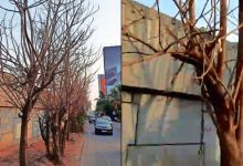 Poison experiment on 50 trees on Eastern Expressway, police investigation started