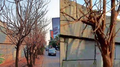 Poison experiment on 50 trees on Eastern Expressway, police investigation started