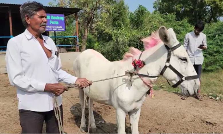 Donkey Farm: A young man from Patan is earning lakhs of rupees every month by selling donkey milk, know the interesting story