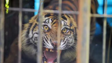 The tiger that attacked and killed six people was kept in a cage for two months