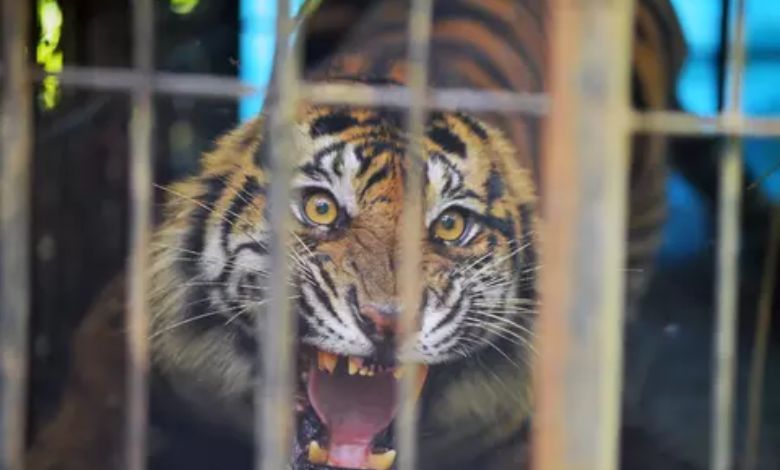 The tiger that attacked and killed six people was kept in a cage for two months