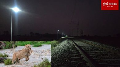 The Amreli division took this action to prevent a collision with a train of lions