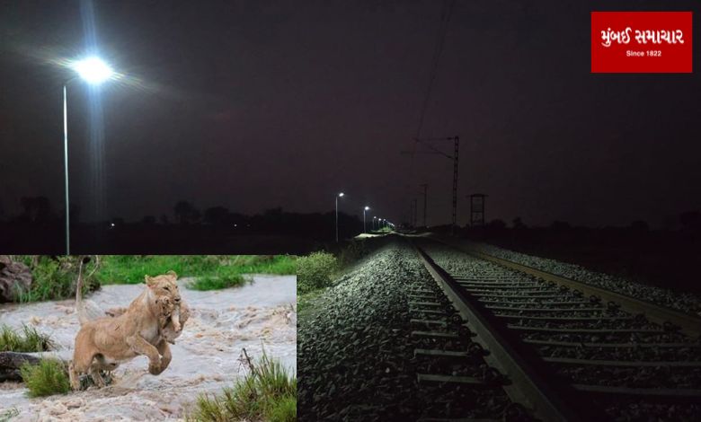 The Amreli division took this action to prevent a collision with a train of lions
