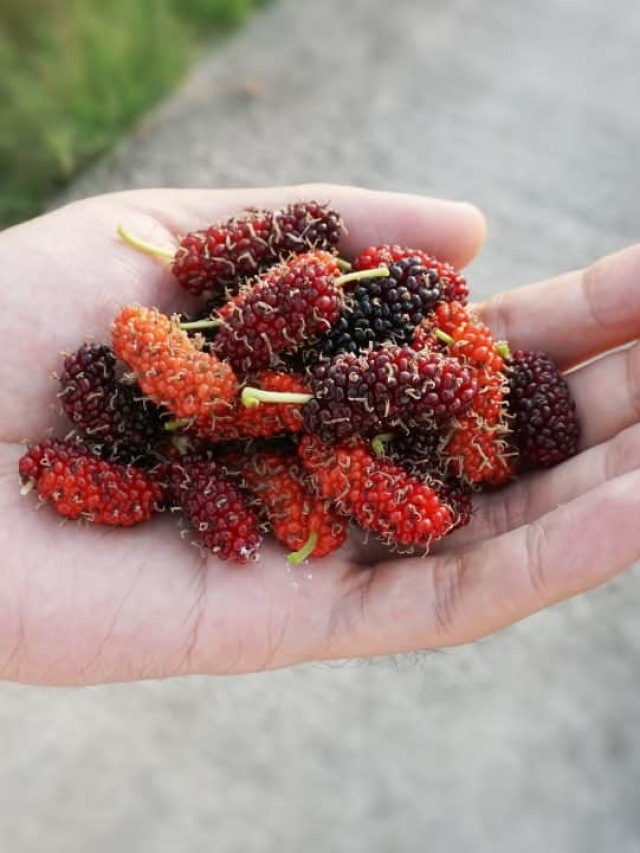 Health benefits of Mulberry